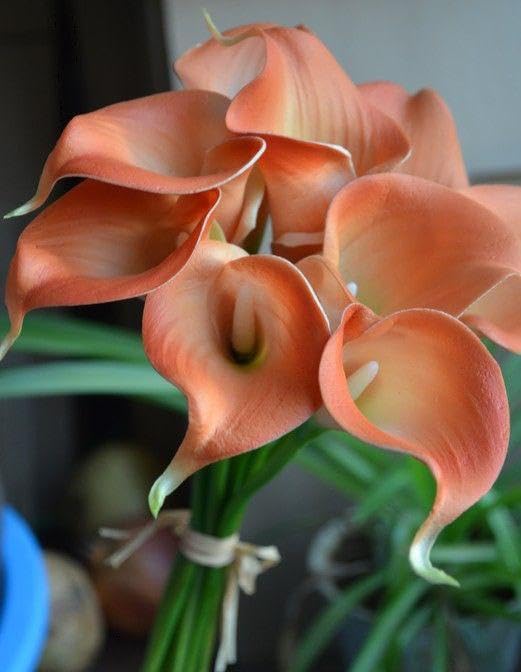 Peach Calla Flower Seeds for Planting 100 pcs