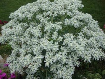 green snow flower seeds