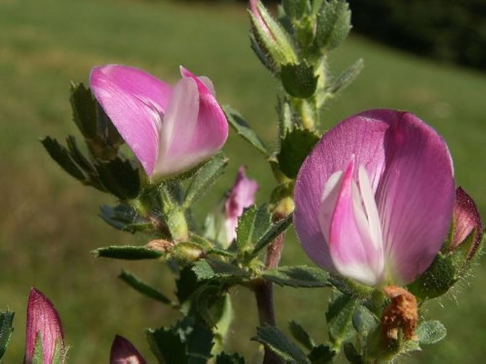 hauhechel ononis flower seeds
