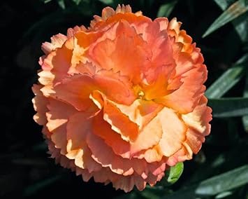 orange light flower seeds