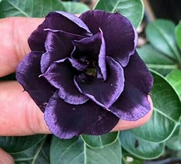 purple organic flower seeds