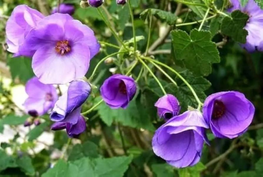 violet abutilon flower seeds