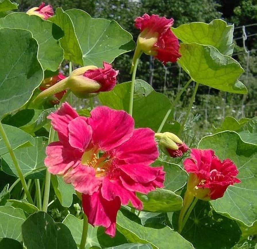 Dark Pink Nasturtium Flower Seeds for Planting – Heirloom, Non-GMO, High Germination Garden Seeds