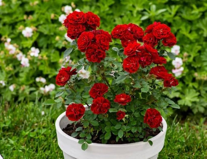 Red Miniature Rose Plant Seeds for Planting 100 pcs