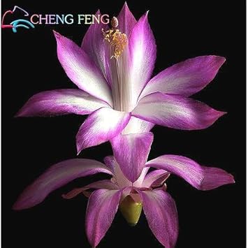 Flower Seeds, Seeds for Planting, Plant Seeds
