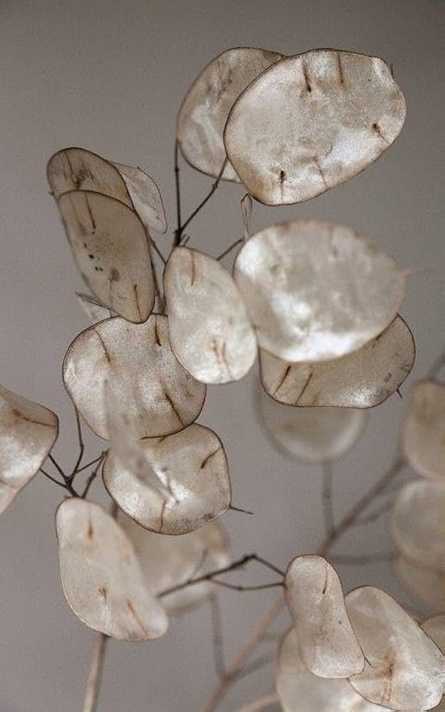 white flowered flower seeds