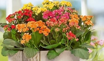 Flower Seeds, Seeds for Planting, Plant Seeds