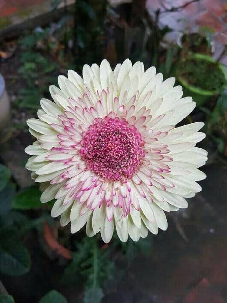 Hvide Gerbera Vanilje Blomsterfrø til Plantning 100 stk