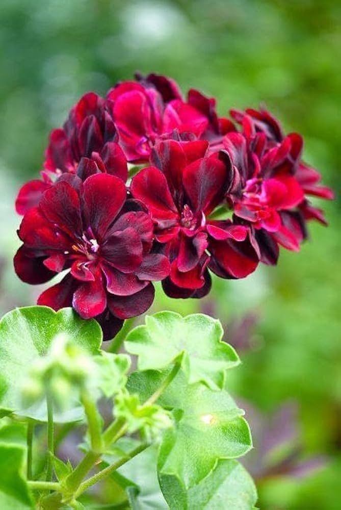 Dark Red Geranium Flower Seeds for Planting 100 pcs