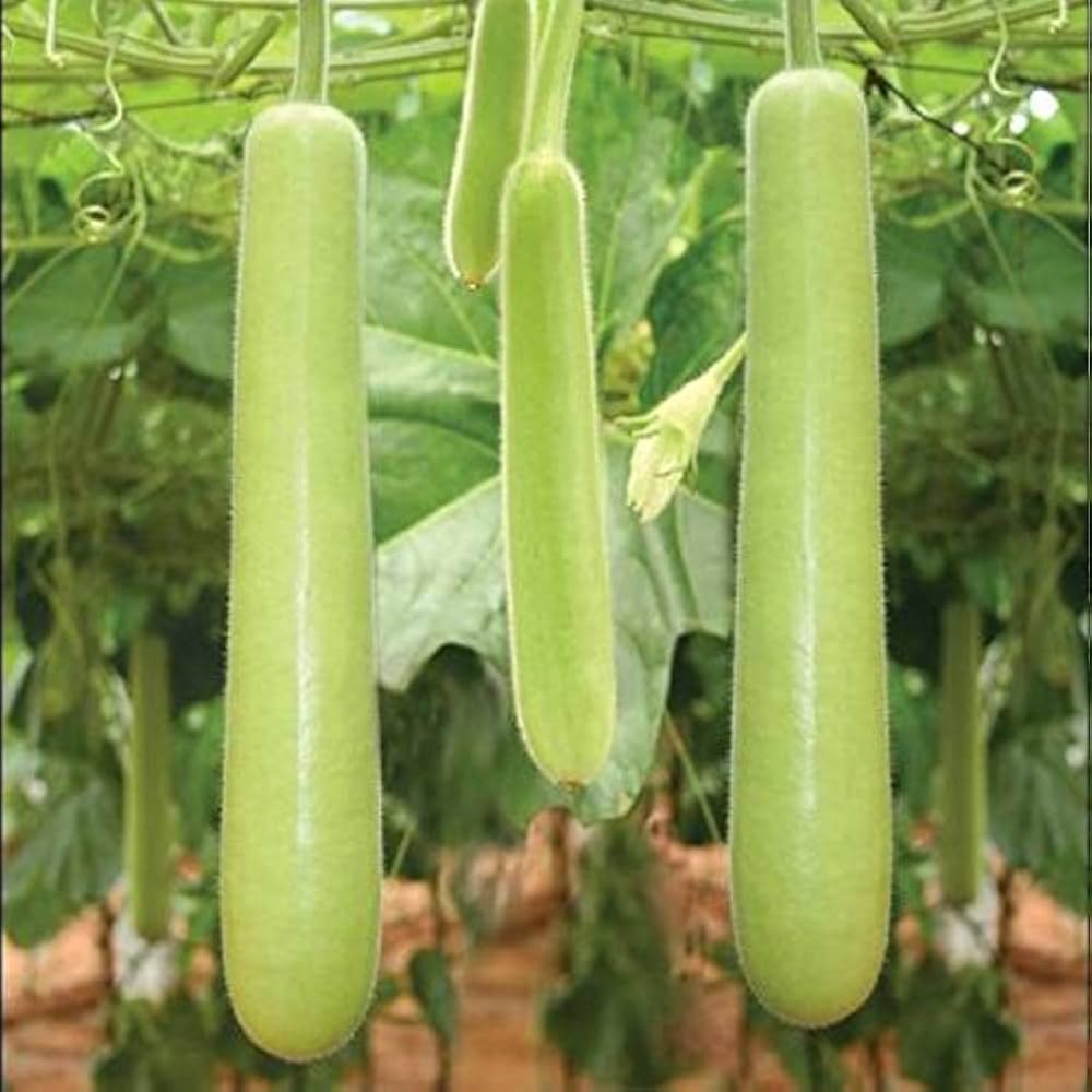 Long Calabash Gourd Vegetable Seeds for Planting heirloom & Non-GMO Seeds