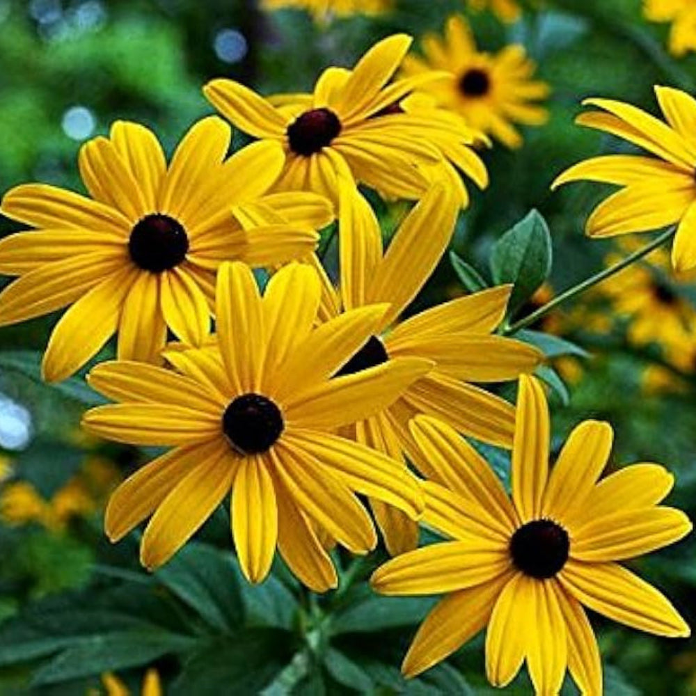 black gloriosa flower seeds