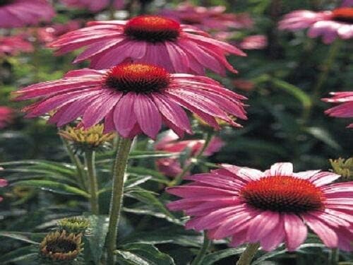 echinacea primadonna flower seeds