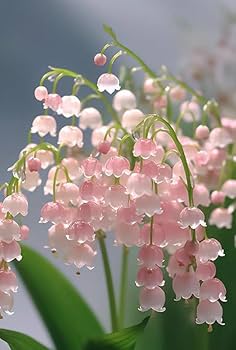 Pink Lily of the Valley Flower Seeds for Planting – Heirloom, Non-GMO, High Germination Fragrant Blooms for Shaded Garden Beds
