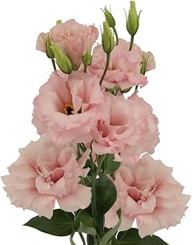 Flower Seeds, Seeds for Planting, Plant Seeds