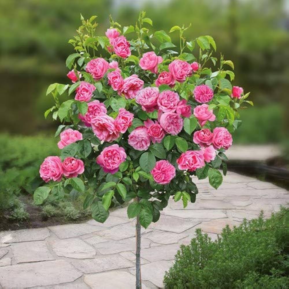 tricolour standard flower seeds