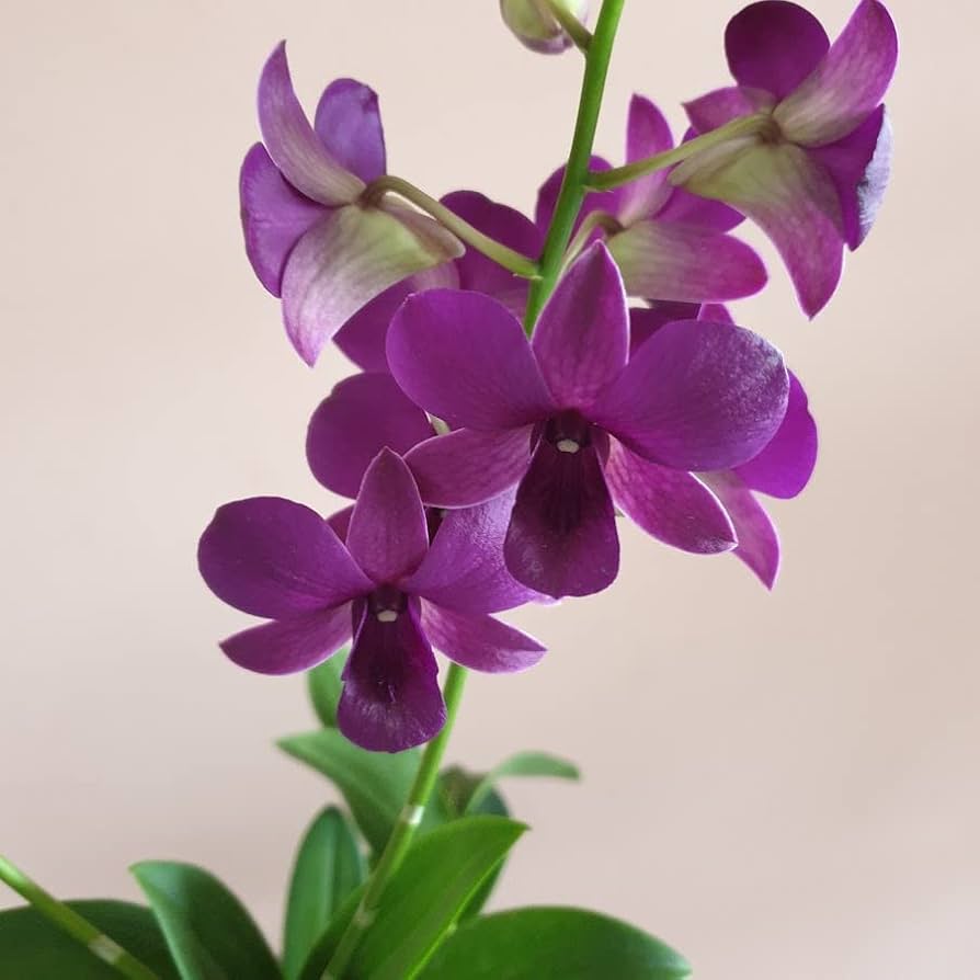 Mørk lilla Dendrobium blomsterfrø til plantning - 100 stk