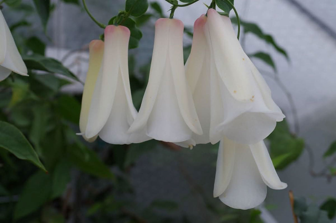 heirloom non flower seeds