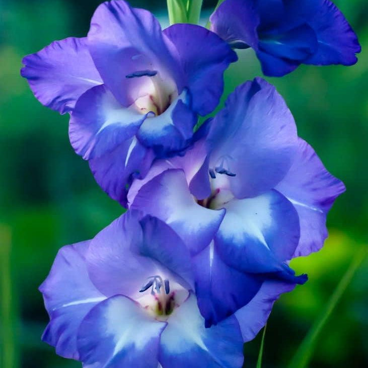 blue organic flower seeds