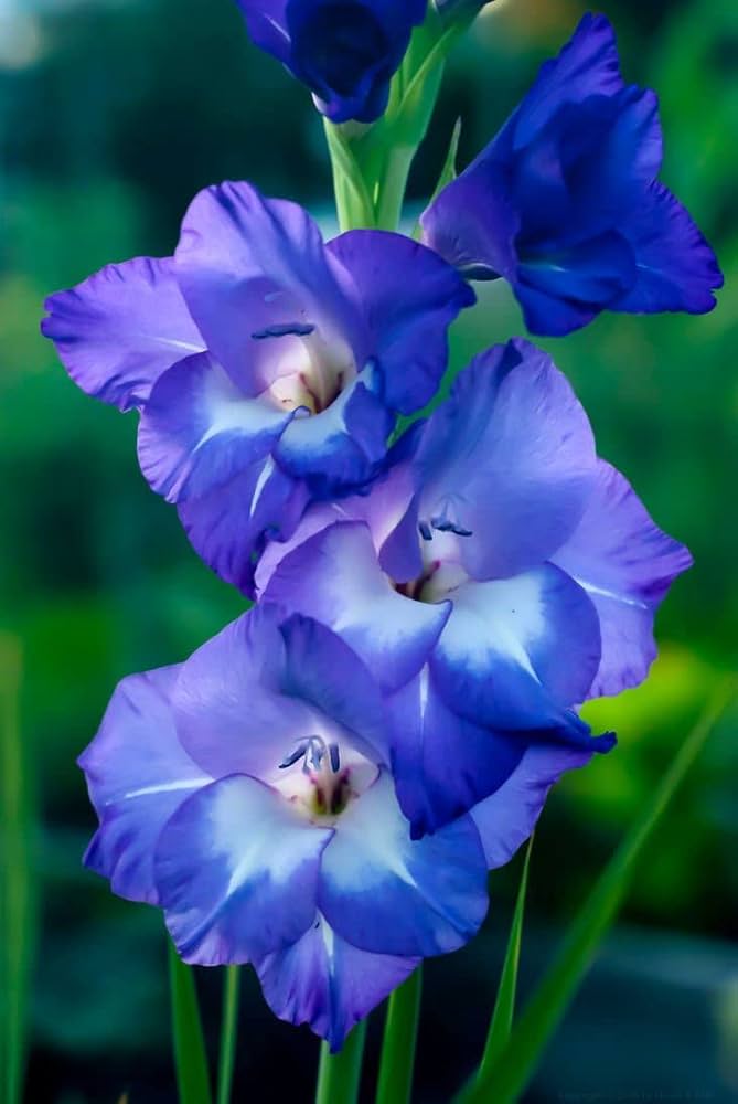 Gladiolus Flower Seeds for Planting - Blue 100 pcs