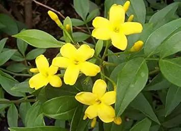 yellow jasminum flower seeds