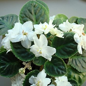 white violet flower seeds
