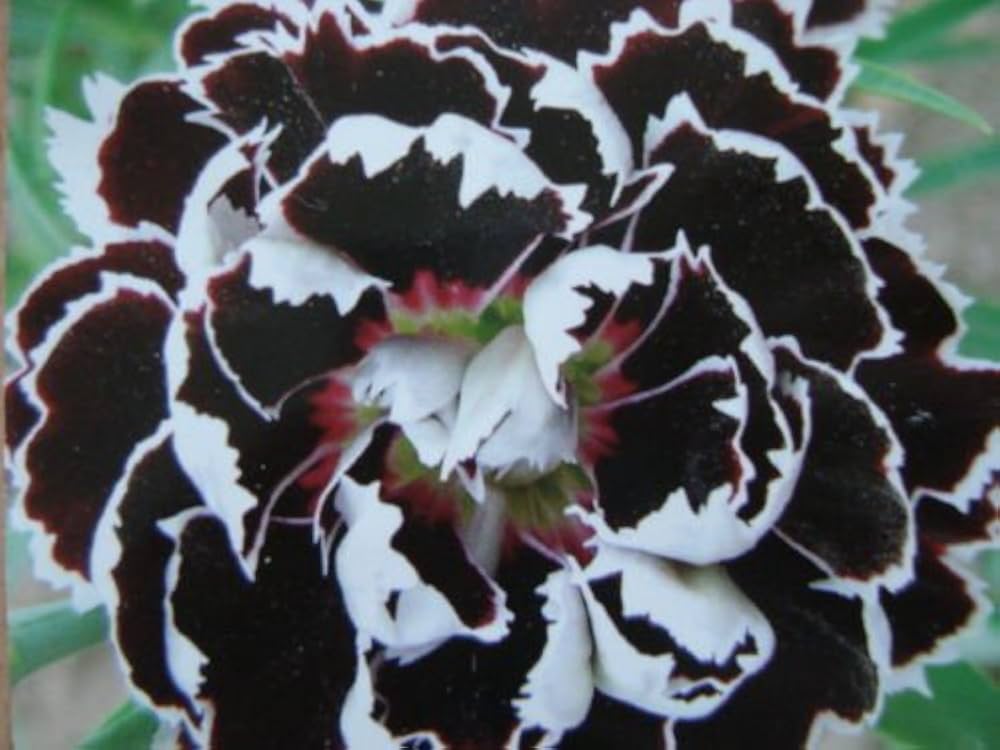 Carnations Black Flower Seeds for Planting - 100 pcs