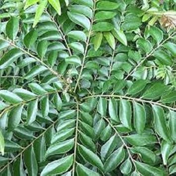 curry plant seeds near me Curry Leaf Plant Seeds for Planting -Heirloom & Non-GMO Garden Seeds 500 pcs
