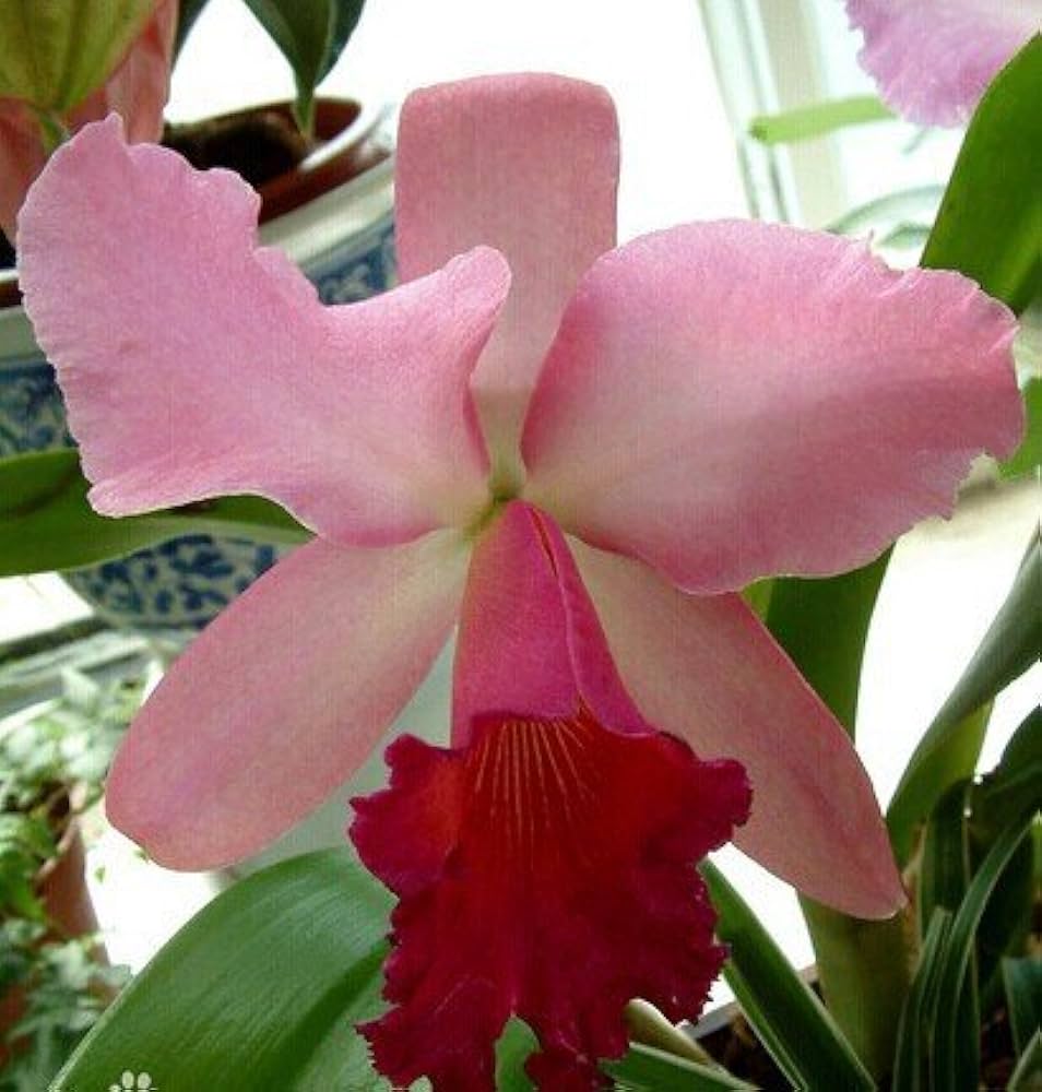 cattleya hybrida flower seeds