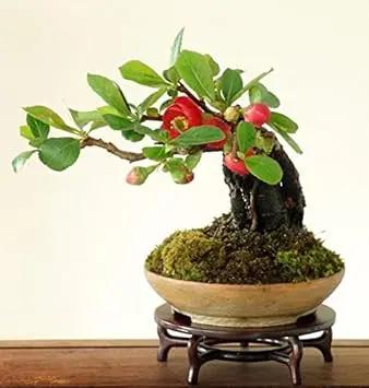 red quince flower seeds