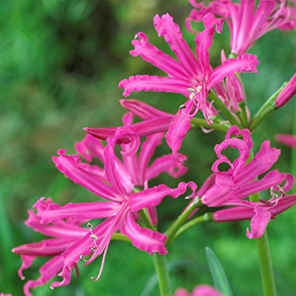 pink lilium flower seeds