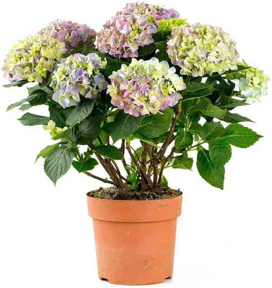 mini hydrangea flower seeds