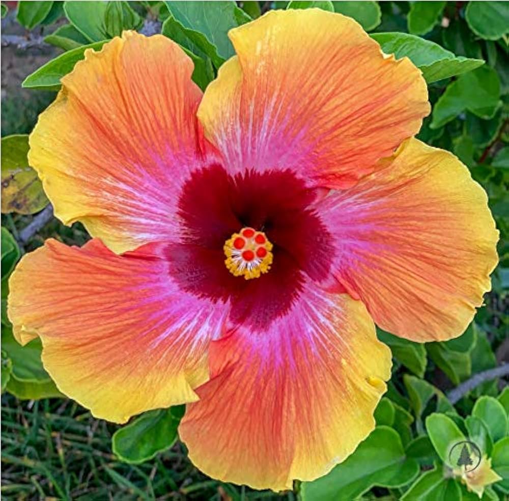 orange pink flower seeds