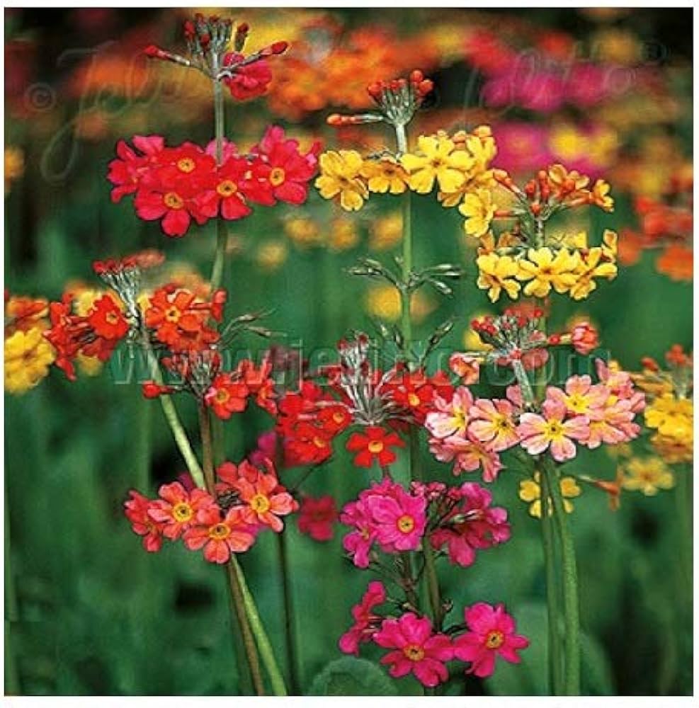 candelabra primrose flower seeds