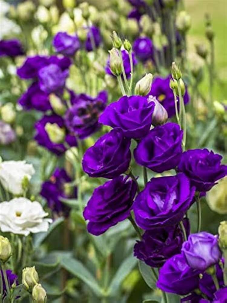 purple lisianthus flower seeds