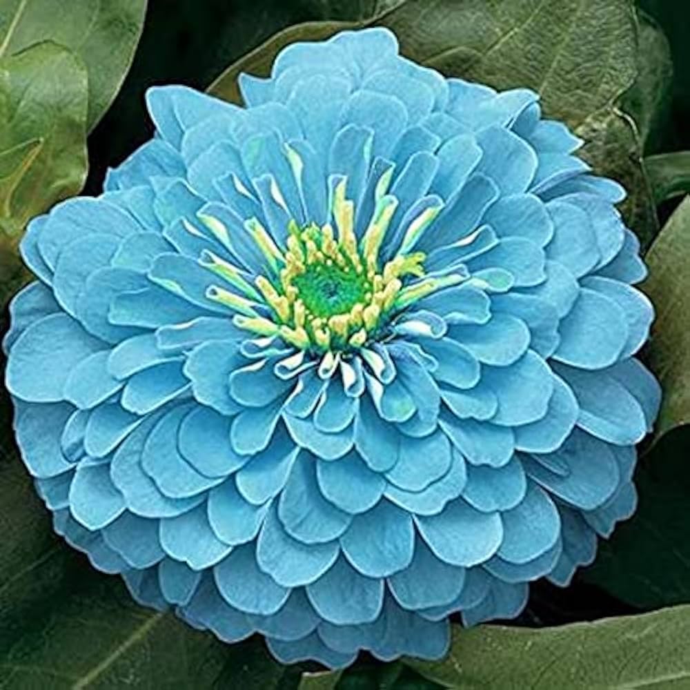 Sky Blue Zinnia Flower Seeds for Planting, Vibrant Blooms, 100 pcs