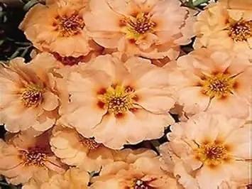 cream portulaca flower seeds