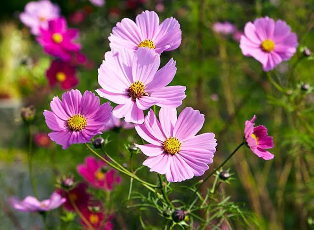 purple cosmos flower seeds