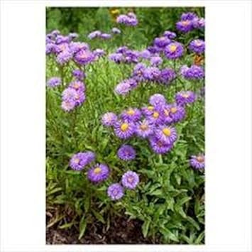 Flower Seeds, Seeds for Planting, Plant Seeds