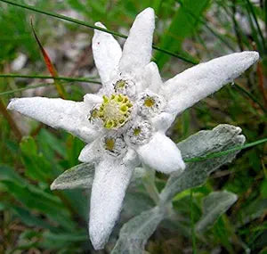edelweiss flowers flower seeds