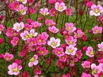 heirloom saxifrage flower seeds
