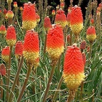 red heirloom flower seeds