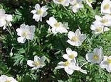 Flower Seeds, Seeds for Planting, Plant Seeds