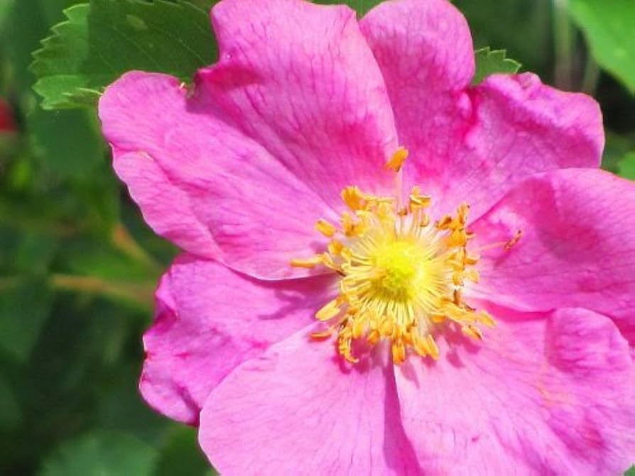 pink arkansas flower seeds