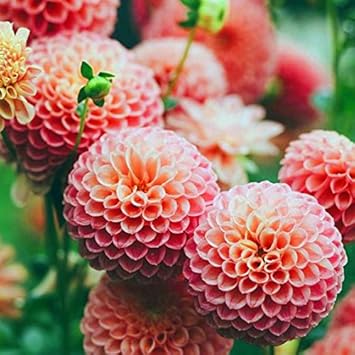 orange pink flower seeds