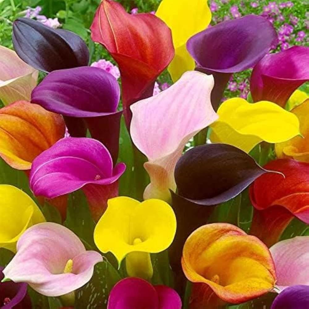calla lily flower seeds