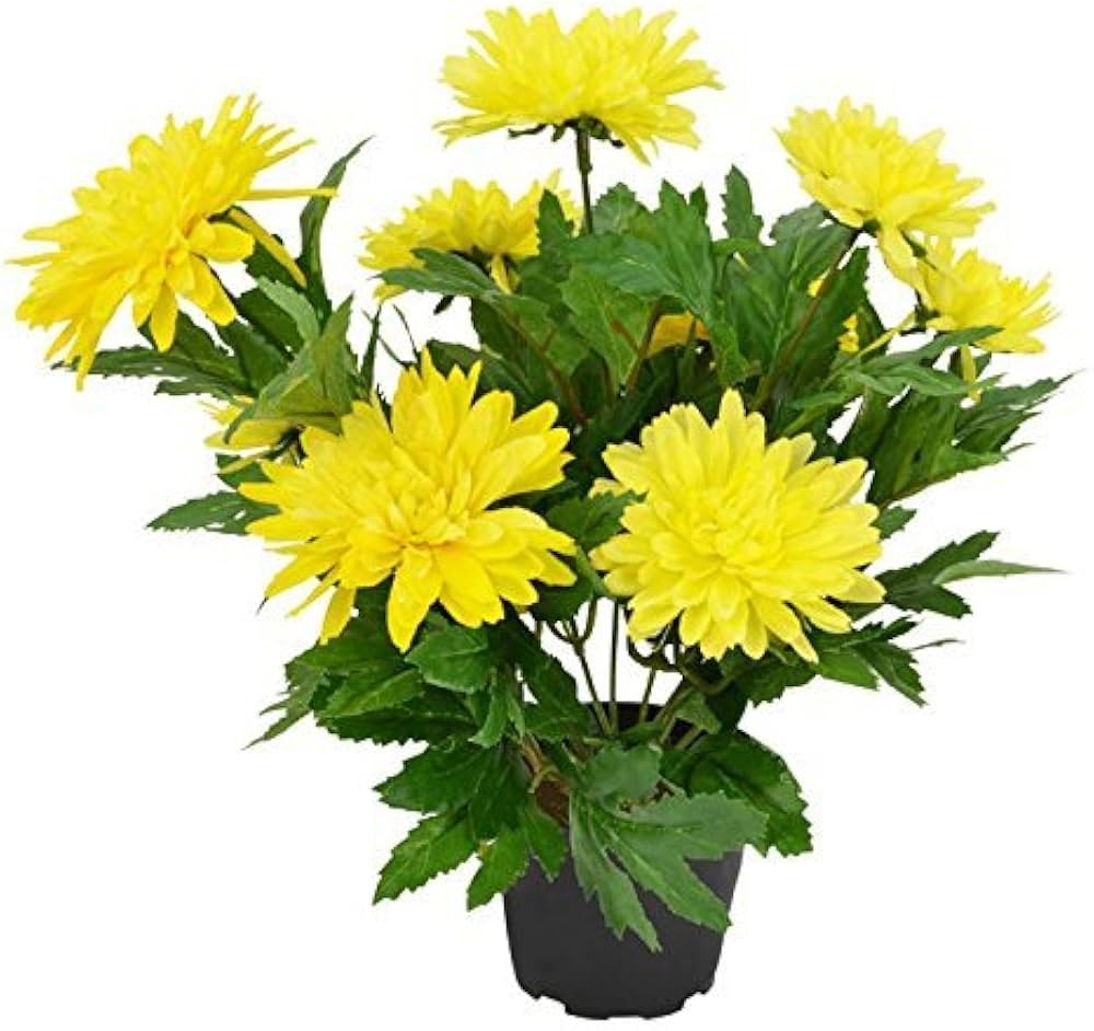 yellow chandramallika flower seeds