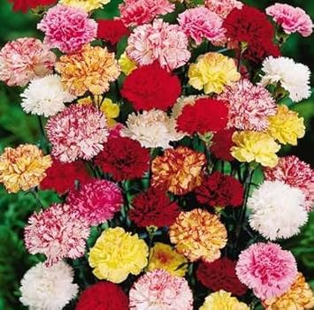 Flower Seeds, Seeds for Planting, Plant Seeds