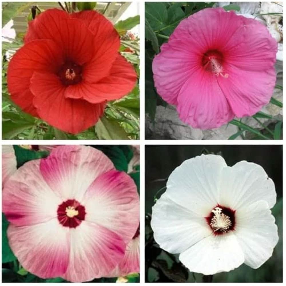 hibiscus hibiscus flower seeds