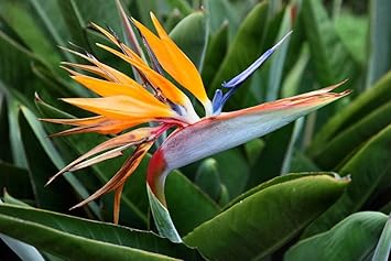 Flower Seeds, Seeds for Planting, Plant Seeds