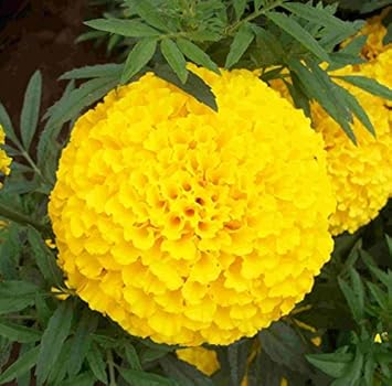 yellow organic flower seeds